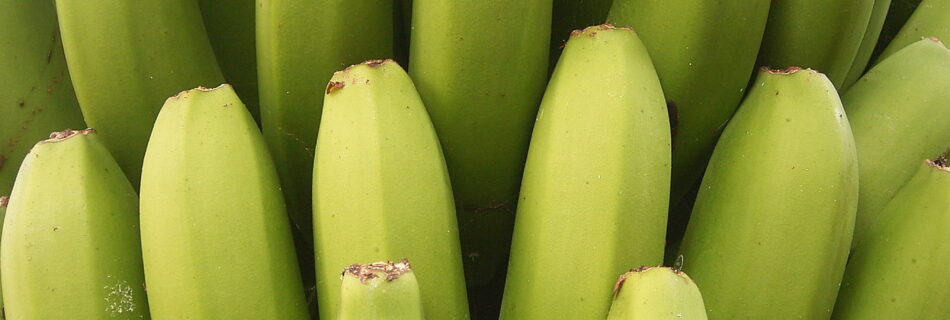 Green bunch of Bananas