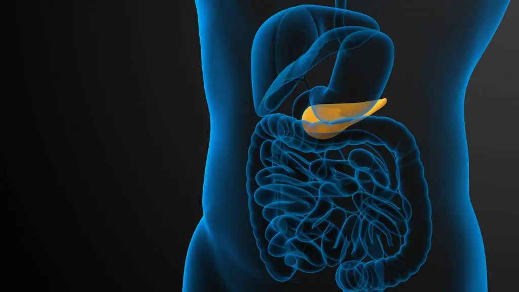 transparent anatomical image focusing on a pancreas